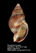Pareuthria fuscata (2)